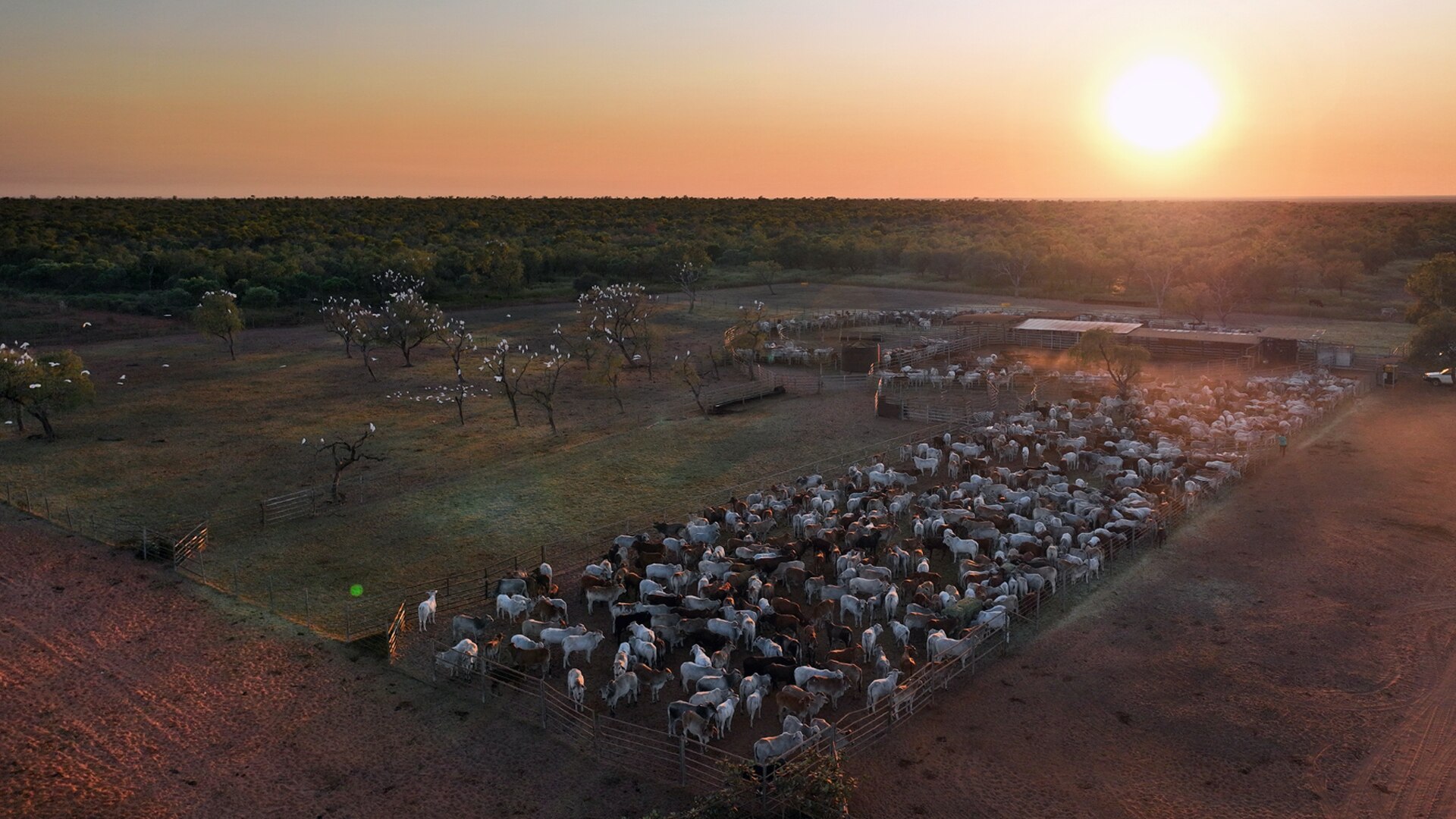 An aerial shot of cattle in the yards