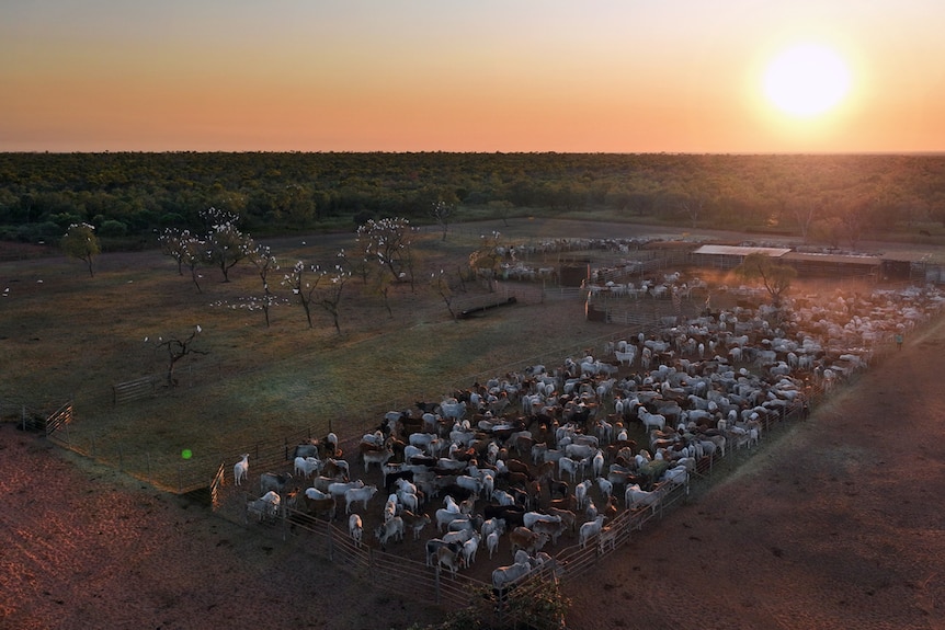 An aerial shot of cattle in the yards