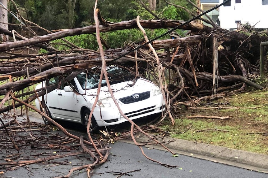 A tree fallen across a car.