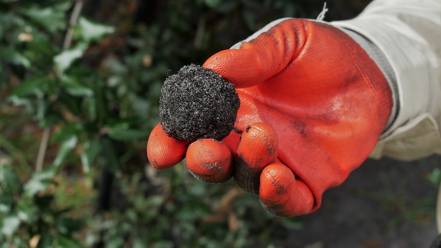 Orange glove holding truffle
