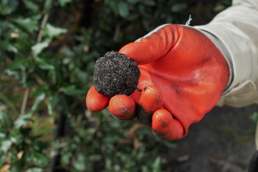 Orange glove holding truffle