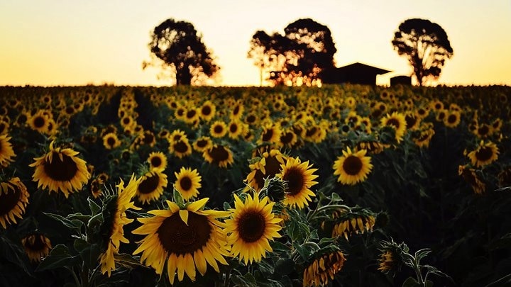 A big field of large bright sunflowers are open and pointing in different directions as the sun set on a house on the horizon