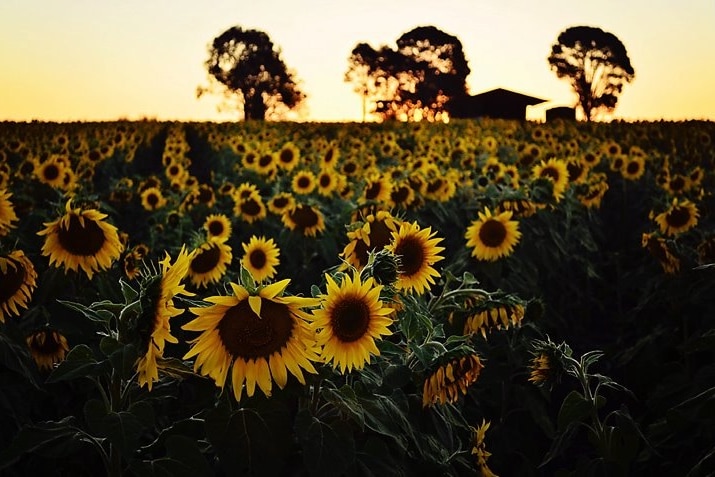 A big field of large bright sunflowers are open and pointing in different directions as the sun set on a house on the horizon