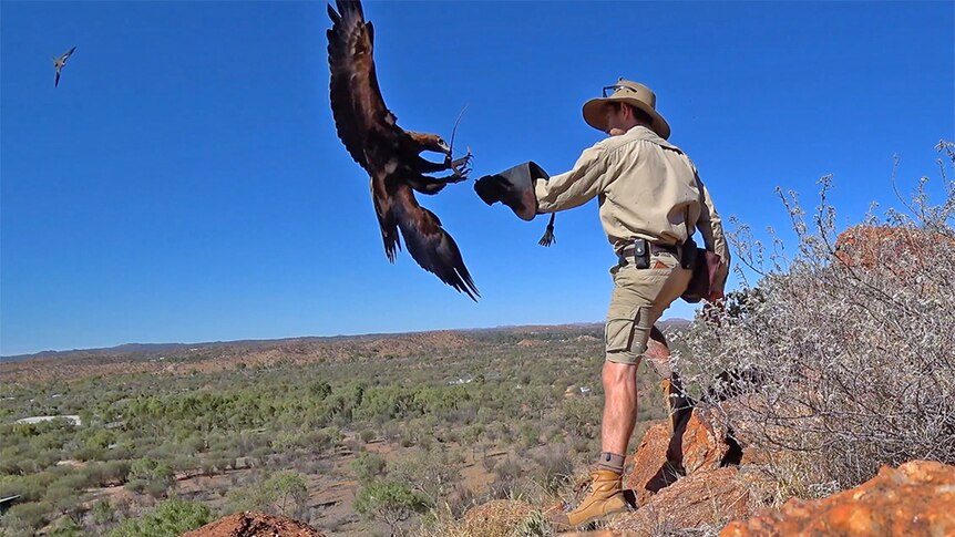 Sonder the eagle with Senior Keeper at the Alice Springs Desert Park