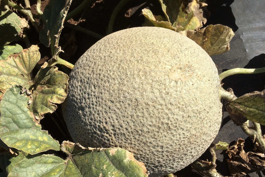 A rockmelon sits on a vine