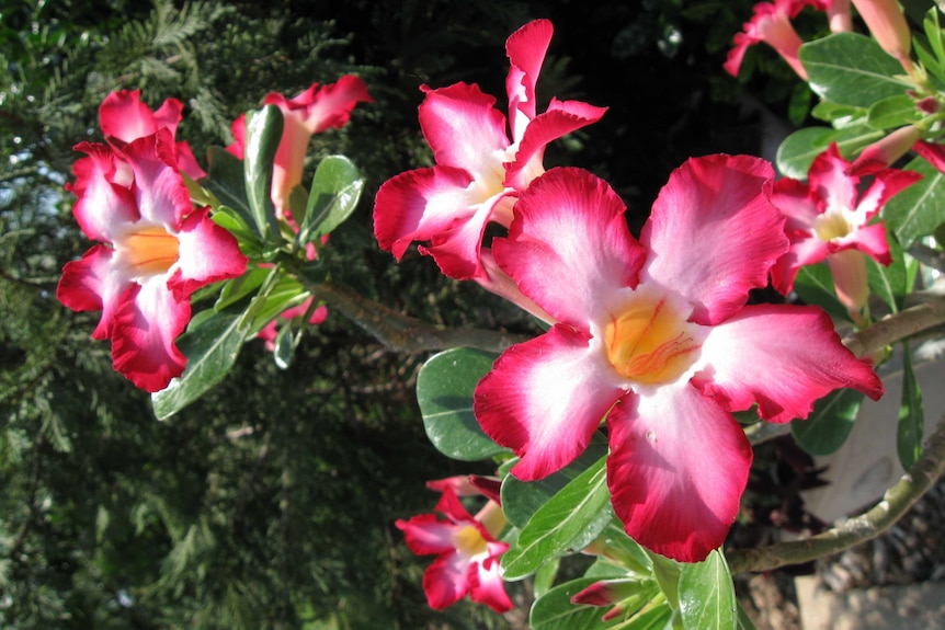 A desert rose plant with bright pink flowers and waxy, green foliage.