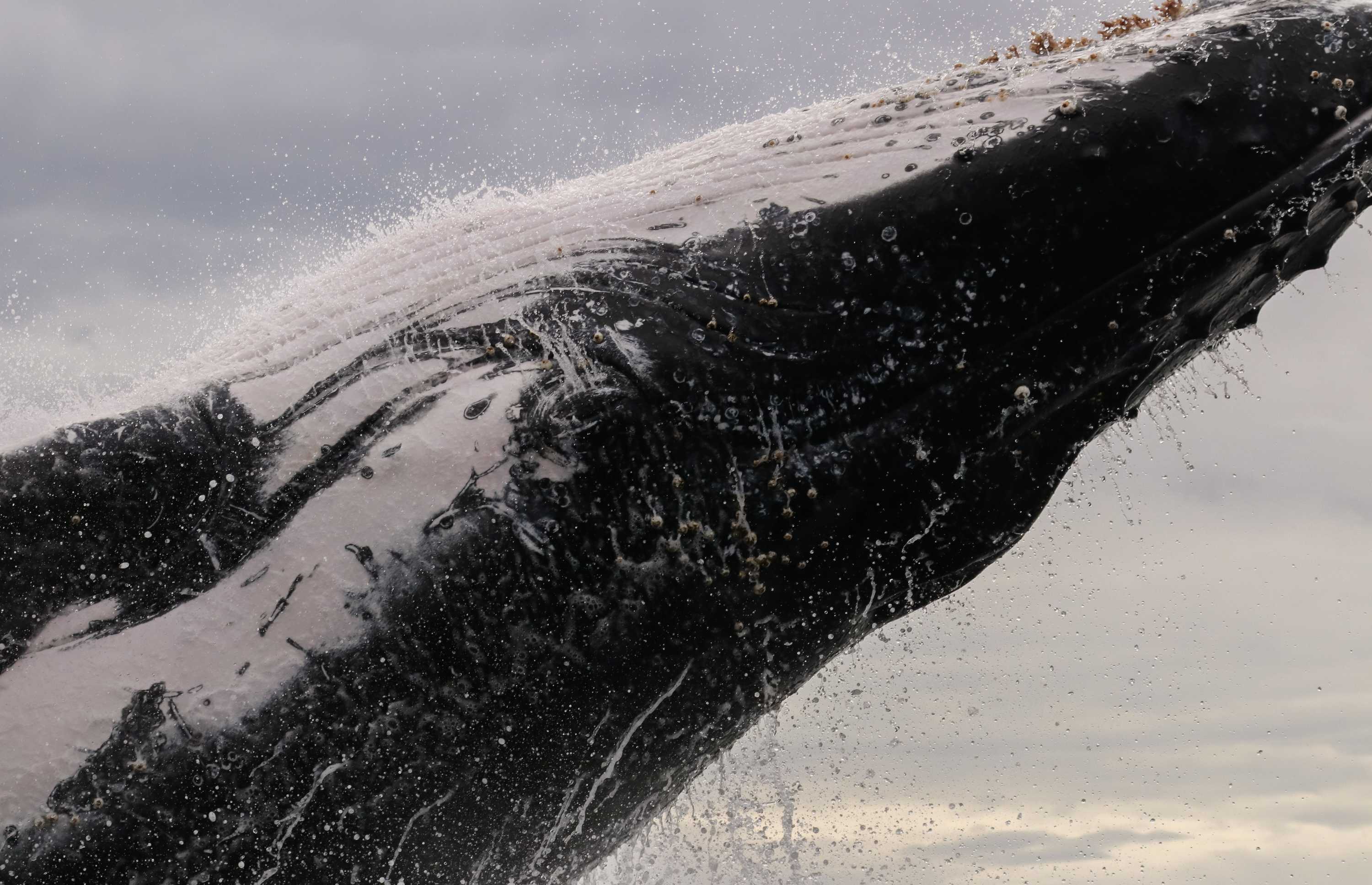 Humpback bursts skyward in front of stunned Port Macquarie whale ...