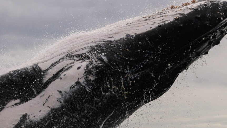 Close up photo of a humpback whale breaching.