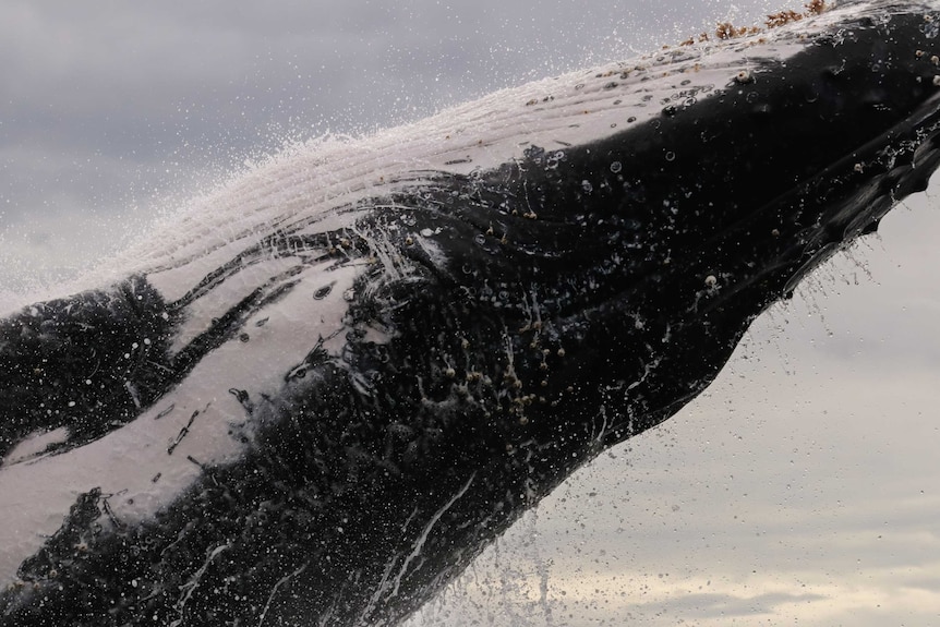 Close up photo of a humpback whale breaching.