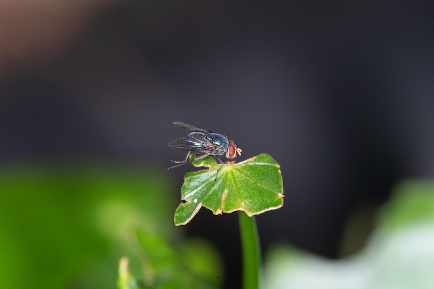 Large blue-green fly on a leaf.
