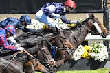 A tight finish as three horses go over the line at the Melbourne Cup.