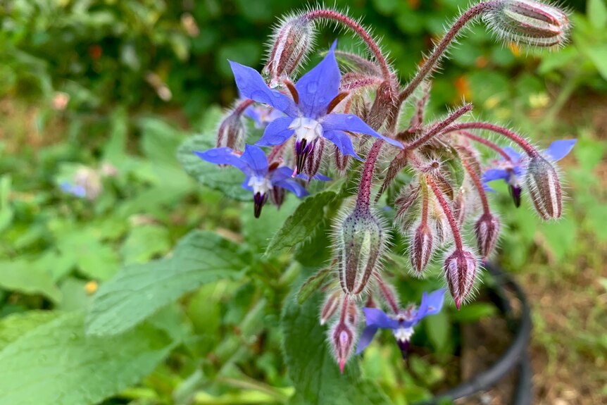 Borage herb with delicate blue flowers in small pot 