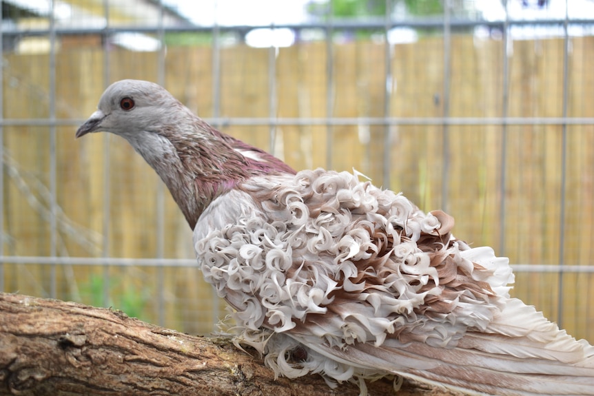 A fancy pigeon with frilly feathers on its wings and back