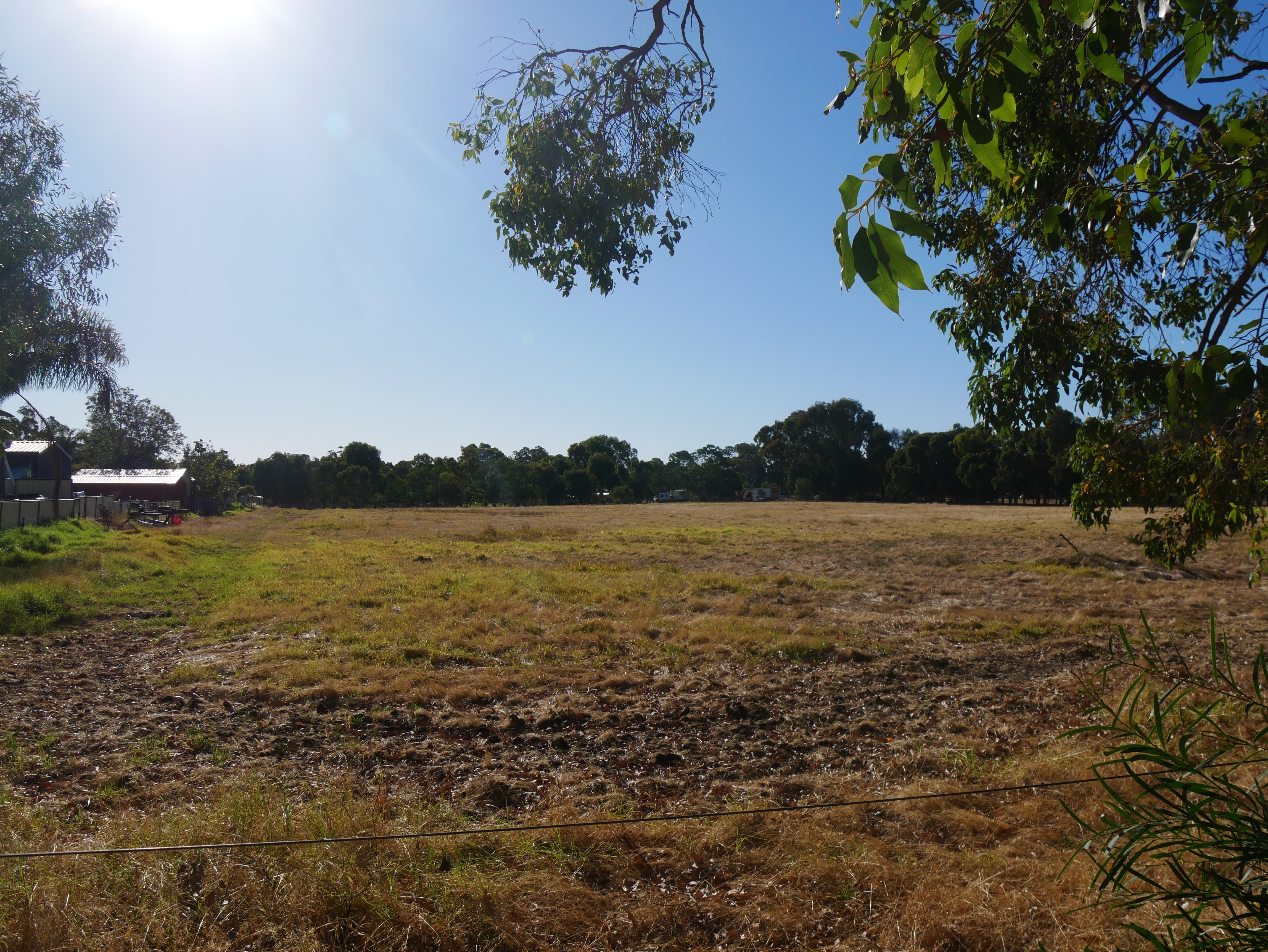 Campo vacío con césped, árboles al fondo y tierra a la izquierda