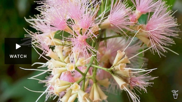 Pink flowers of a lilly pilly plant. Has Video.