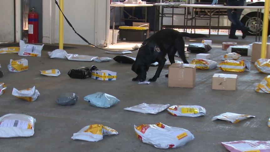 Police dog searches mail for clandestine drugs