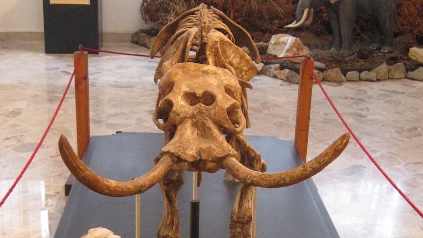 A skeleton of a dwalf elephant showcased in an Italian museum 