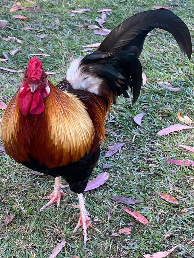 A close up photo of a brightly coloured rooster on a lawn