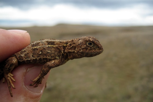 a man holds a tiny reptile between his fingers with a view of the basalt monaro plains in the background