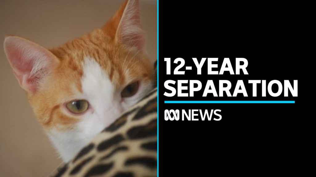 ABC News Stories: Lost cat reunited with owner after 12 years away ...