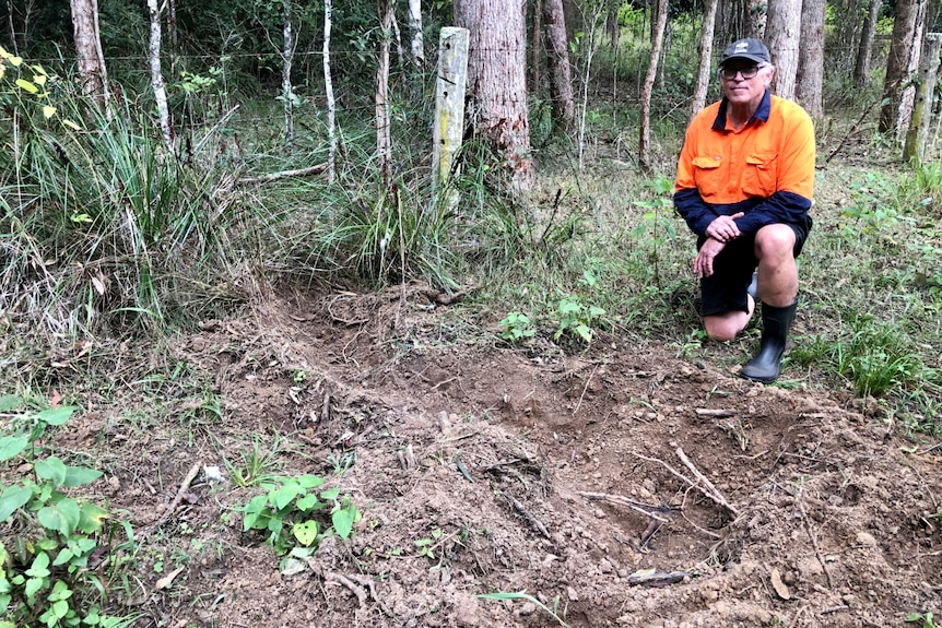 Bruce Maguire crouches behind a big hole in the ground dug by a feral pig.