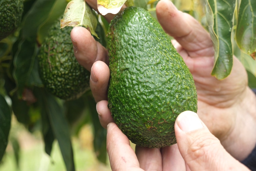 A ripe avocado on a tree