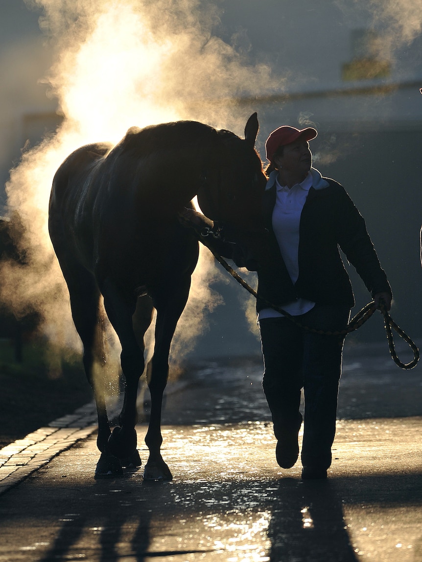 Cox Plate favourite Jimmy Choux is lead to its stable after being washed following early morning trackwork in Melbourne