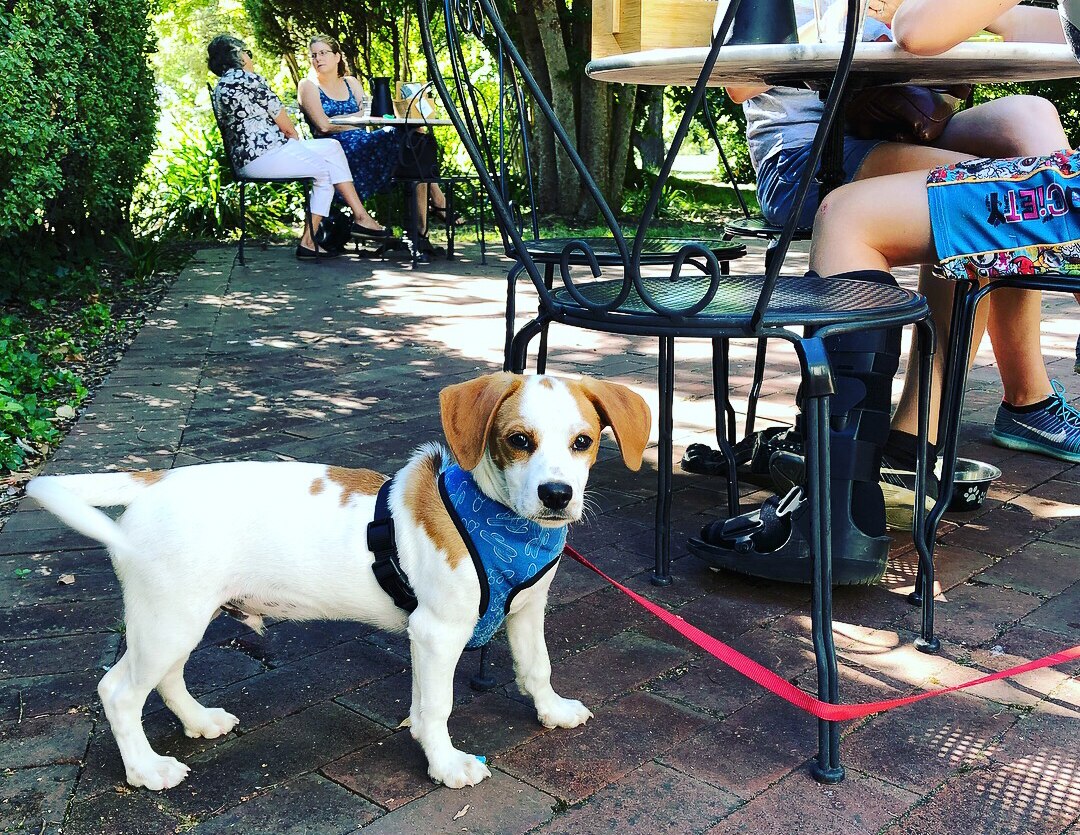 Canine cuisine added to Canberra cafe menu as more eateries
