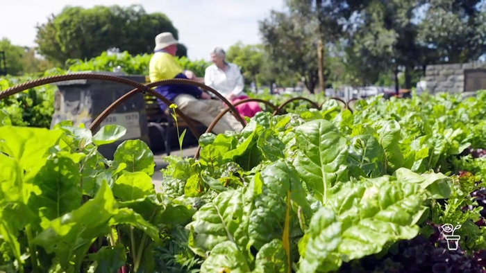 A vegetable garden bed with a man and a woman sitting on a bench in the background