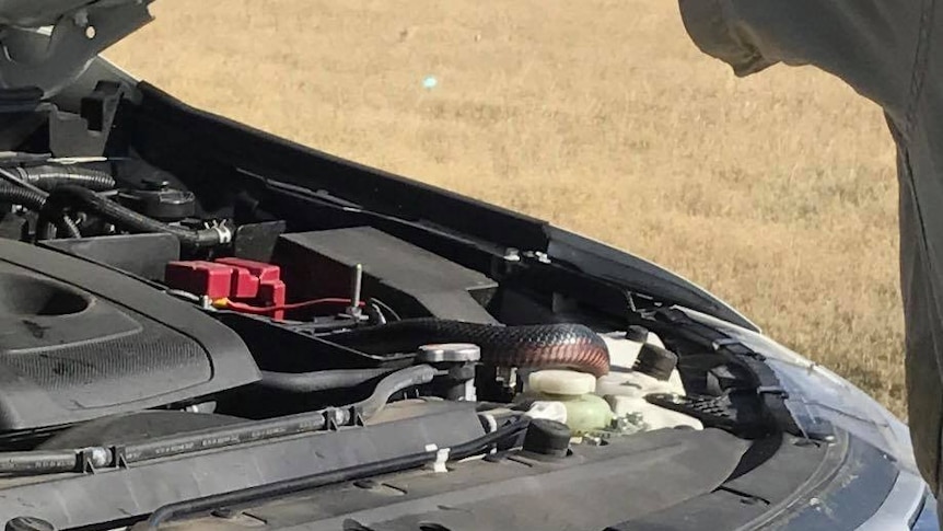 Snake curled up on car engine