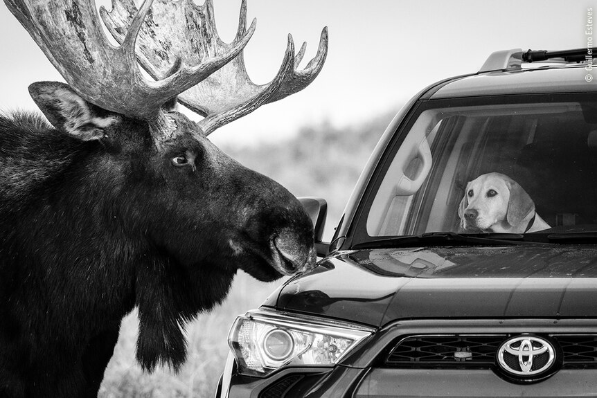 Large moose looks at dog in car.