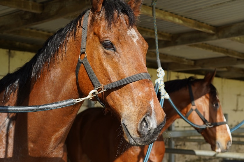 The head and neck of a brown horse in a bridle, with the head and neck of another horse in the background.