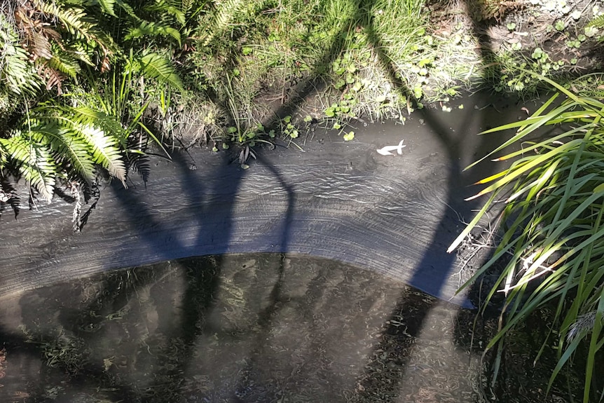 Pollution in the Wollangambe River