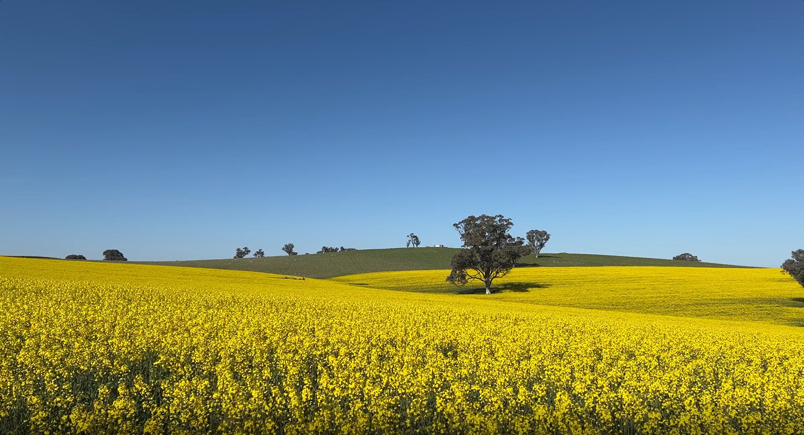 Rolling hills of yellow canola plant, with one large tree in foreground.