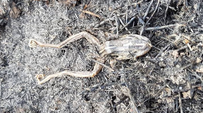 burnt striped marsh frog outstretched on burnt ground