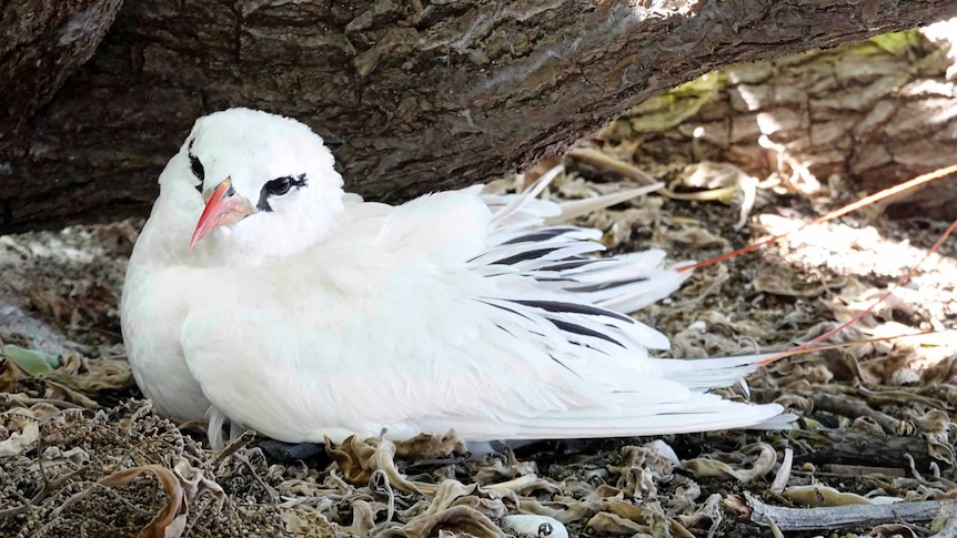 A white bird with a orange-red beak sits in its nest looking at the camera.