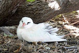 A white bird with a orange-red beak sits in its nest looking at the camera.