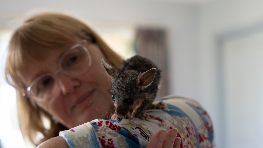 a woman holds a baby possum on her arm