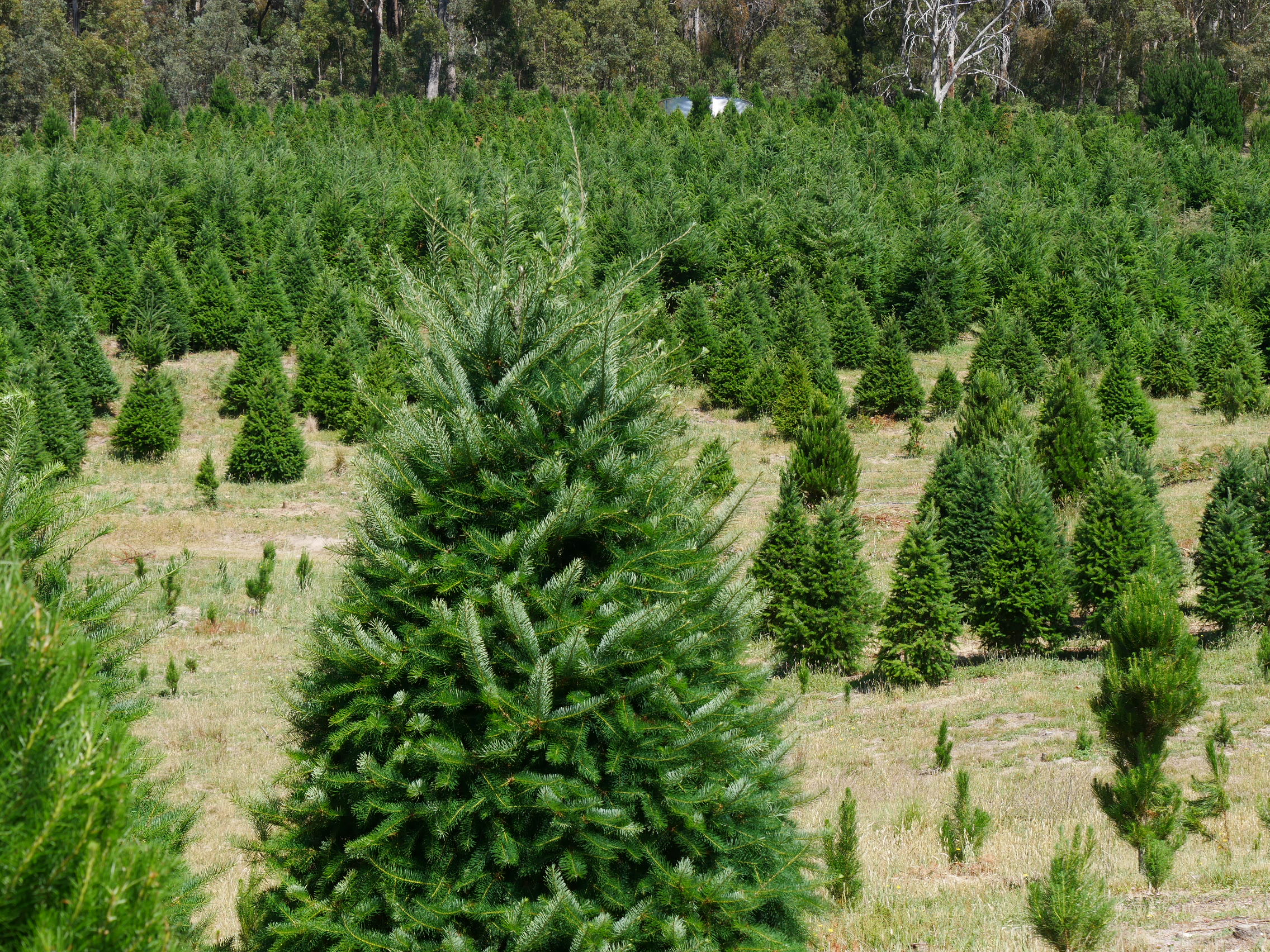 Prado de Árvore de Natal