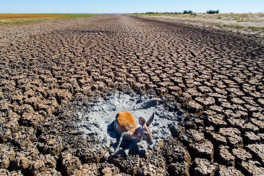 A red kangaroo lies stuck in a dry landscape of cracked earth which stretches back towards horizon on a sunny cloudless day.