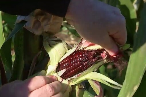 Purple corn cob on plant, surrounded by green leaves, illustrating our Gardening Australia episode recap.