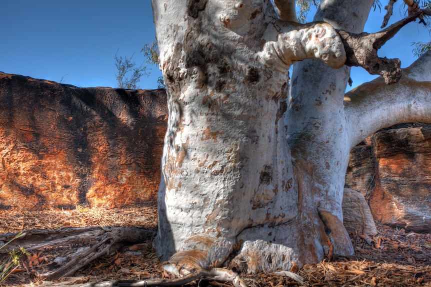 The huge rotund trunk of a river red gum, with gnarls and bolls.