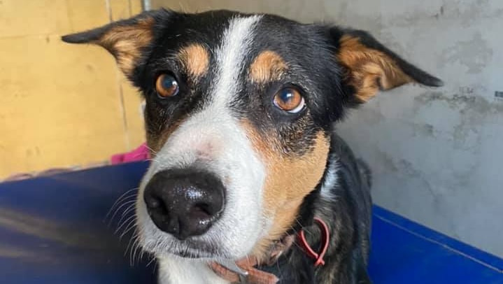 A dog sits on a blue mat with big brown eyes