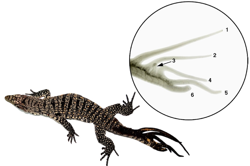 Lizard with six regenerated tails.