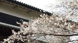 Japan takes its cherry blossoms very seriously. (File photo)