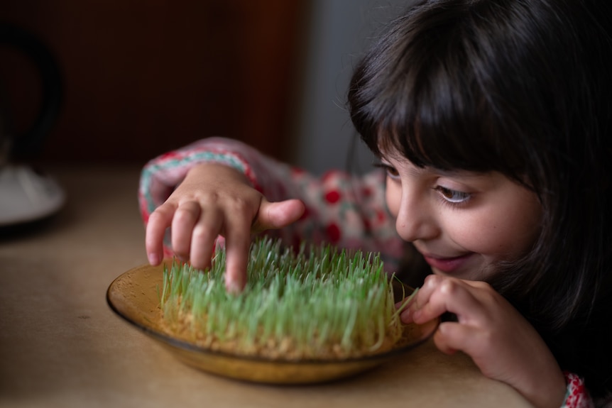 A girl looks on at a growing bowl of wheatgrass sprouts with wonder.