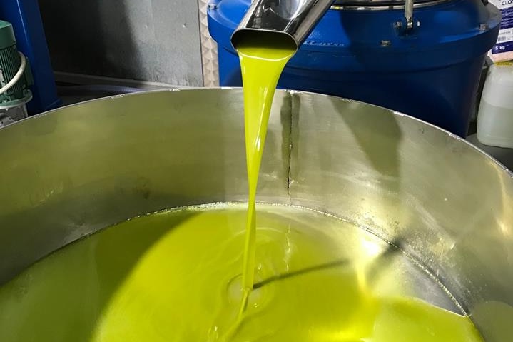Freshly pressed olive oil dripping from the machine into a bowl.