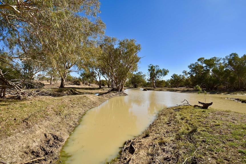 Coffee-coloured water flows past two gumtrees as dead branches and a sandbank part the river