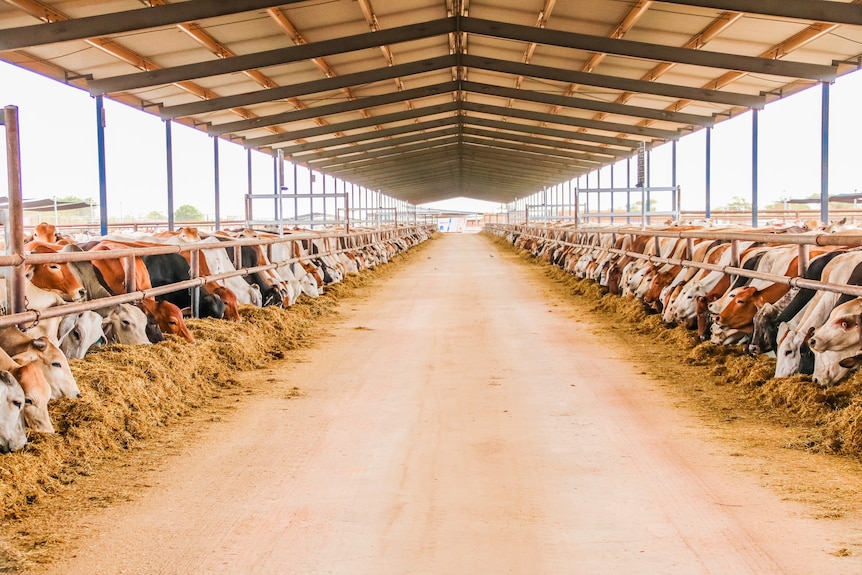 cattle eating in a feedlot. 