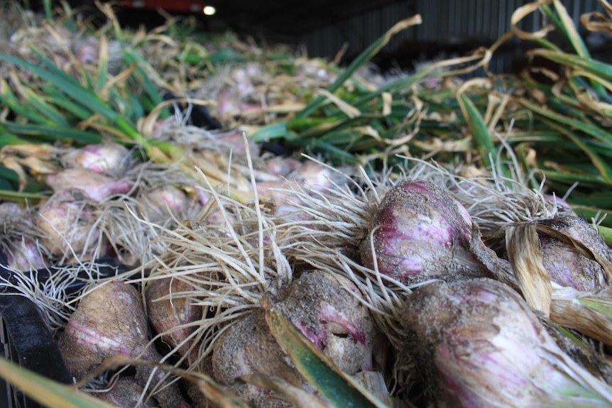 Freshly harvested garlic bulbs stacked in a tray